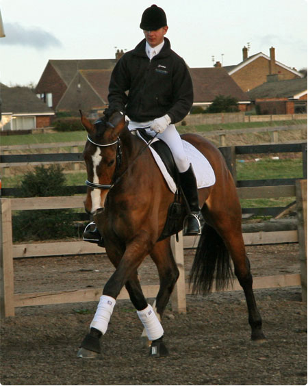 Paul Langford || Equestrian Services || Horses || Frankie